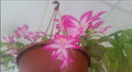 Thanksgiving Christmas Cactus Starter Plant 4" Pink/White Schlumbergera Succulent