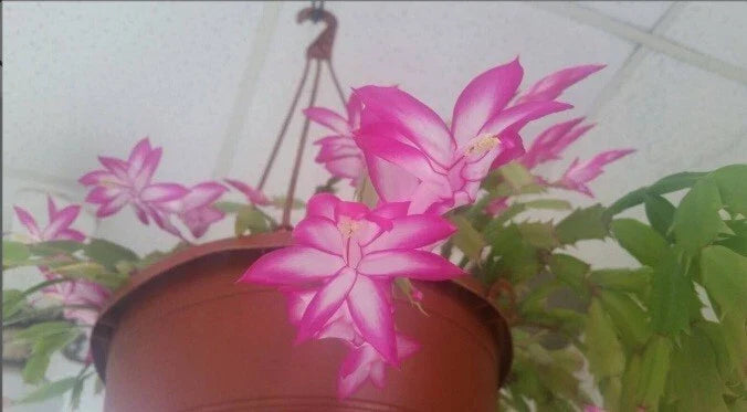 Thanksgiving Christmas Cactus Starter Plant 4" Pink/White Schlumbergera Succulent