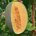 Cantaloupe Seeds 200+ Count Non-GMO Vine Fruit Seeds for Home Garden Cucumis melo