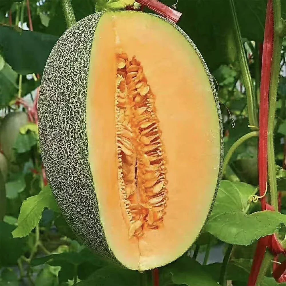 Cantaloupe Seeds 200+ Count Non-GMO Vine Fruit Seeds for Home Garden Cucumis melo