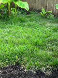Thick Carpet Mondo Grass Groundcover Plants - 50+ Evergreen Lilyturf (Ophiopogon japonicus)