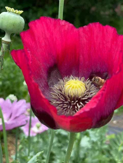 Poppy Seeds - 500 Organic Breadseed Red Mix Large Flower Decorative Pods - Papaver somniferum