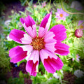 Cosmos Sea Shell 100 Seeds Non-GMO Rare Flower Seeds for Garden - Cosmos bipinnatus - Free Shipping USA