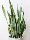 Snake Plant Clipping - Unrooted Mother-In-Law's Tongue - Sansevieria Live Plant Cuttings