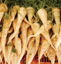 Parsnip Seeds - Early Harris Model - Fall Garden - Pastinaca sativa - 2025 American Crown Turnip Seed