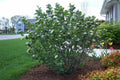 Black Chokeberry Shrub Set of 2, 16+ Inches Bare Root, Aronia melanocarpa, 1-2 Years Old, Hardy Zones 5-9