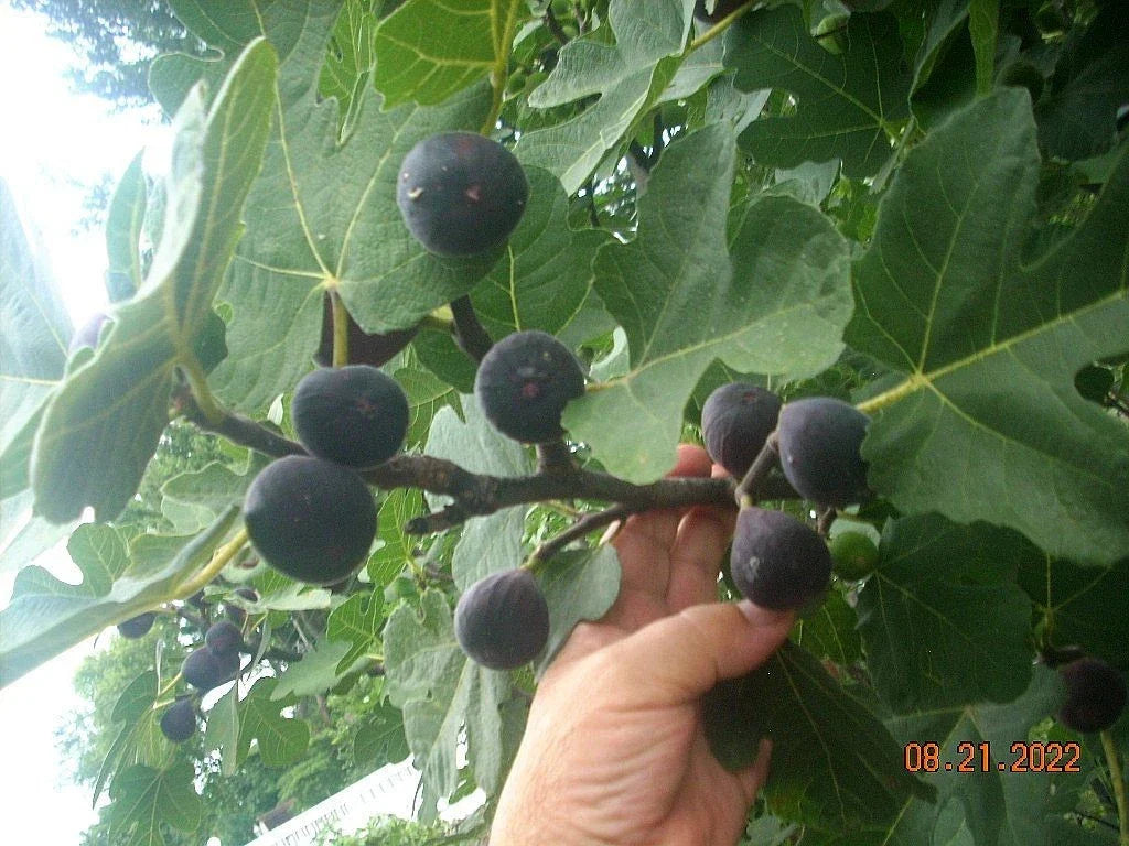 Fig Tree Cuttings Set - 6 Pieces Takoma Violet - Delicious Tasting Ficus carica