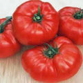 Beefsteak Tomato Seeds, Heirloom Variety, Non-GMO, 500 Seeds, Vegetable (Solanum lycopersicum)