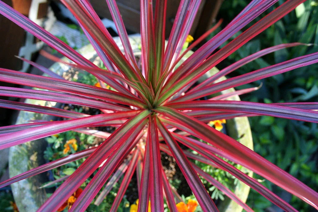 Dracaena Spikes Seeds - 1000 Count - Dracaena spp. - Indoor/Outdoor Planting