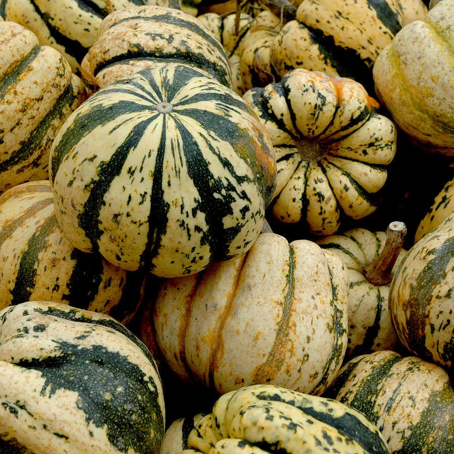 Sweet Dumpling Squash Seeds 25 Ct Non-GMO Winter Vegetable Garden Cucurbita pepo