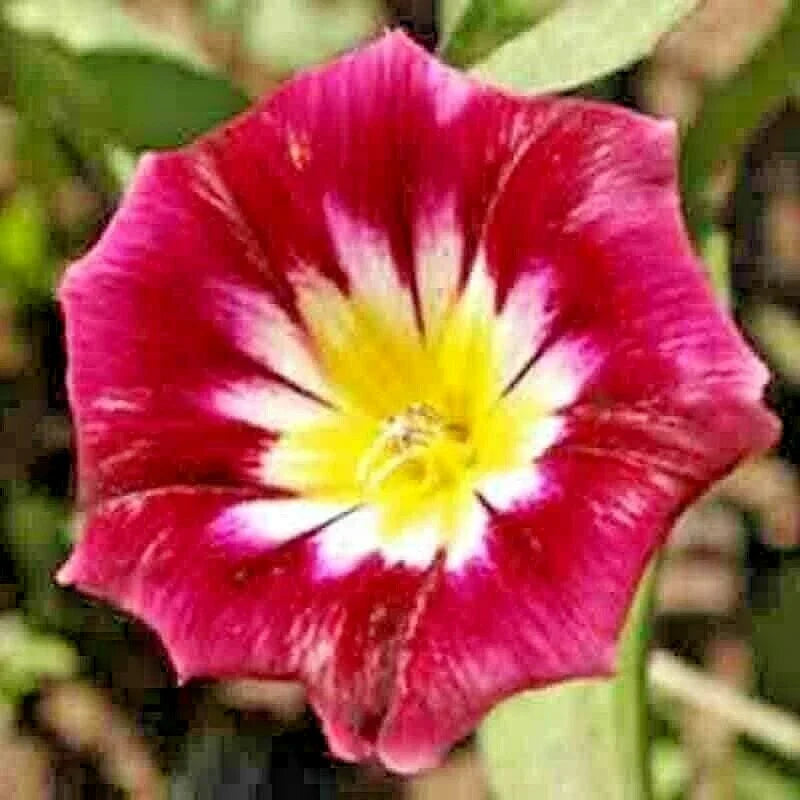 Morning Glory Seeds - 25 Count Hummingbird Mix Red Ensign Tricolor Dwarf Vining Flowers (Ipomoea purpurea)