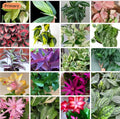 Cuttings Mix Surprise Box - 20+ Varieties - Assorted Succulents & Houseplants - Perfect for Plant Lovers & DIY Gardening