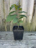 Potted Pawpaw Tree 1 Gallon 2 Yr Old Asimina triloba 12”-16” Ready to Plant