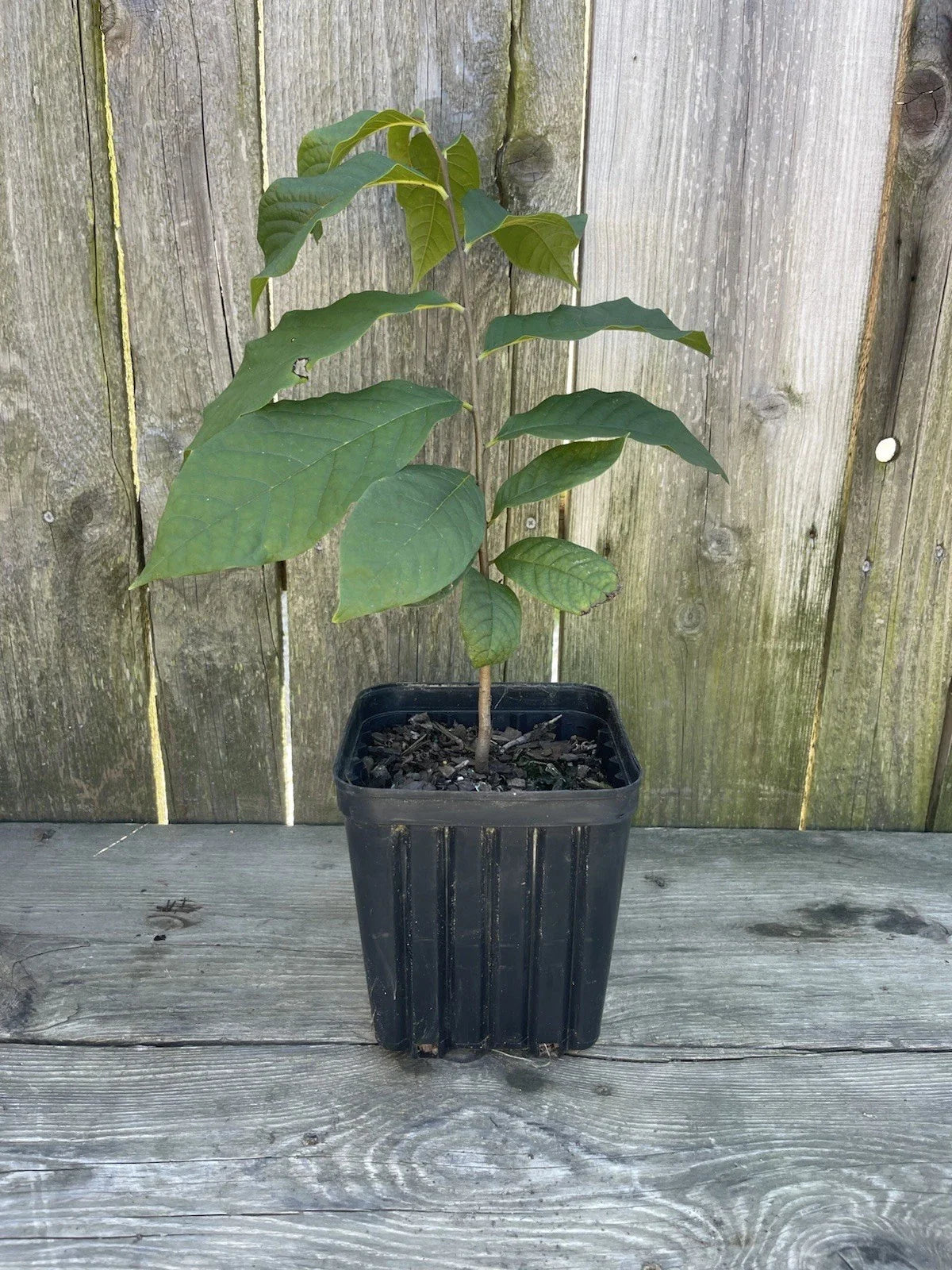 Potted Pawpaw Tree 1 Gallon 2 Yr Old Asimina triloba 12”-16” Ready to Plant