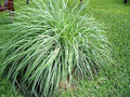 Lemongrass Plant Starter - Rooted Perennial Aromatic 'Citrus' Grass - Culinary Herb for Gardens (Cymbopogon citratus)