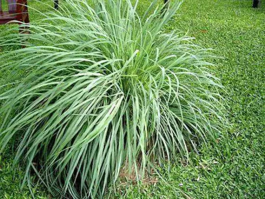 Lemongrass Plant Starter - Rooted Perennial Aromatic 'Citrus' Grass - Culinary Herb for Gardens (Cymbopogon citratus)