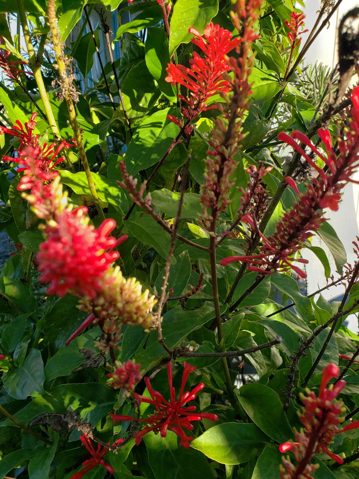 Red Odontonema Cuspidatum Firespike Cuttings - 4x Cardinal's Guard Plant Propagation