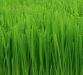 Cat Grass Seeds 50+ Cat Wheat Grass Indoor Plant Garden - Perfect for Kittens (Avena sativa)