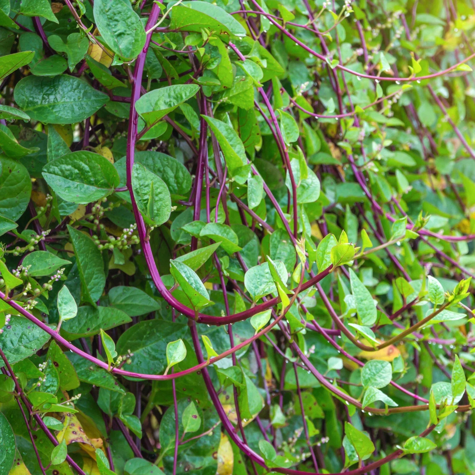 Red Stem Malabar Spinach Seeds - Basella Alba Rubra - Ceylon Green Vegetable - Heirloom Seeds 2025