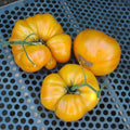 Kentucky Beefsteak Tomato Seeds - Non-GMO Heirloom Variety - Solanum lycopersicum - Shipped with Tracking