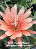 Epiphyllum Orchid Cactus Plant - 4" Starter Pot - Jesse’s Dream - Rooted Cactus (Epiphyllum spp.)