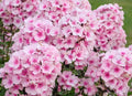 Phlox Seeds - 100+ Bright Eyes Variety - Perfect for Garden Planting - Phlox paniculata