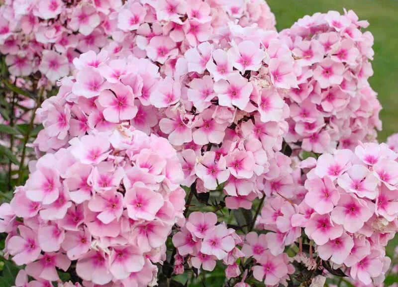 Phlox Seeds - 100+ Bright Eyes Variety - Perfect for Garden Planting - Phlox paniculata