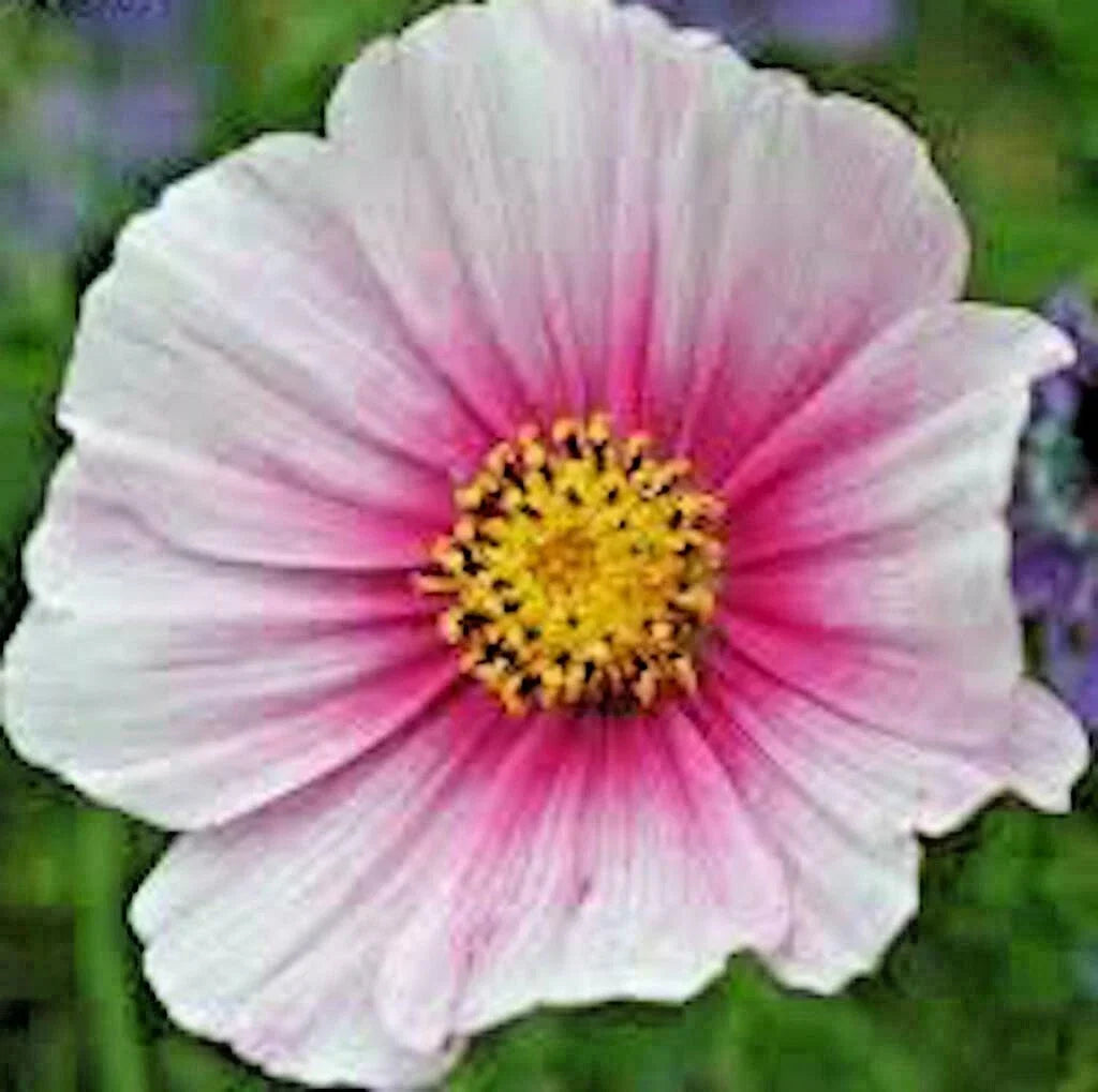 COSMOS DAYDREAM Seeds - 301+ Count - Wildflower for Heat, Drought, Poor Soils - Pollinator Friendly, Easy to Grow