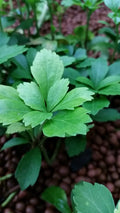 Pachysandra Cuttings 15 pcs Evergreen Ground Cover Japanese Spurge Perennial Cold Hardy Shade Sun