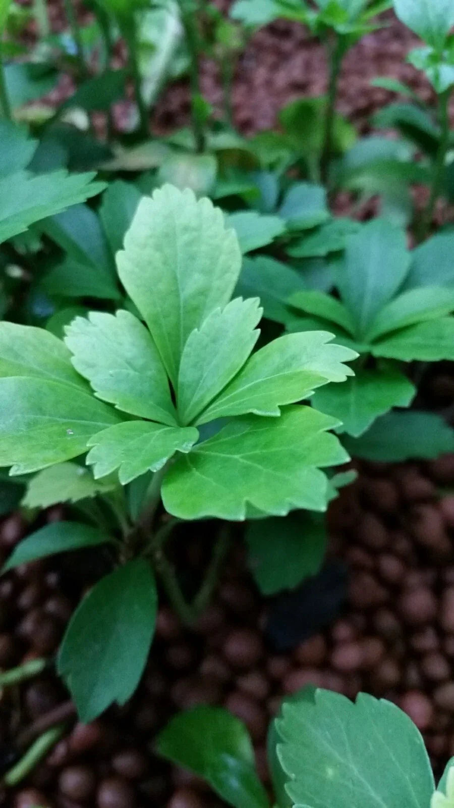 Pachysandra Cuttings 15 pcs Evergreen Ground Cover Japanese Spurge Perennial Cold Hardy Shade Sun
