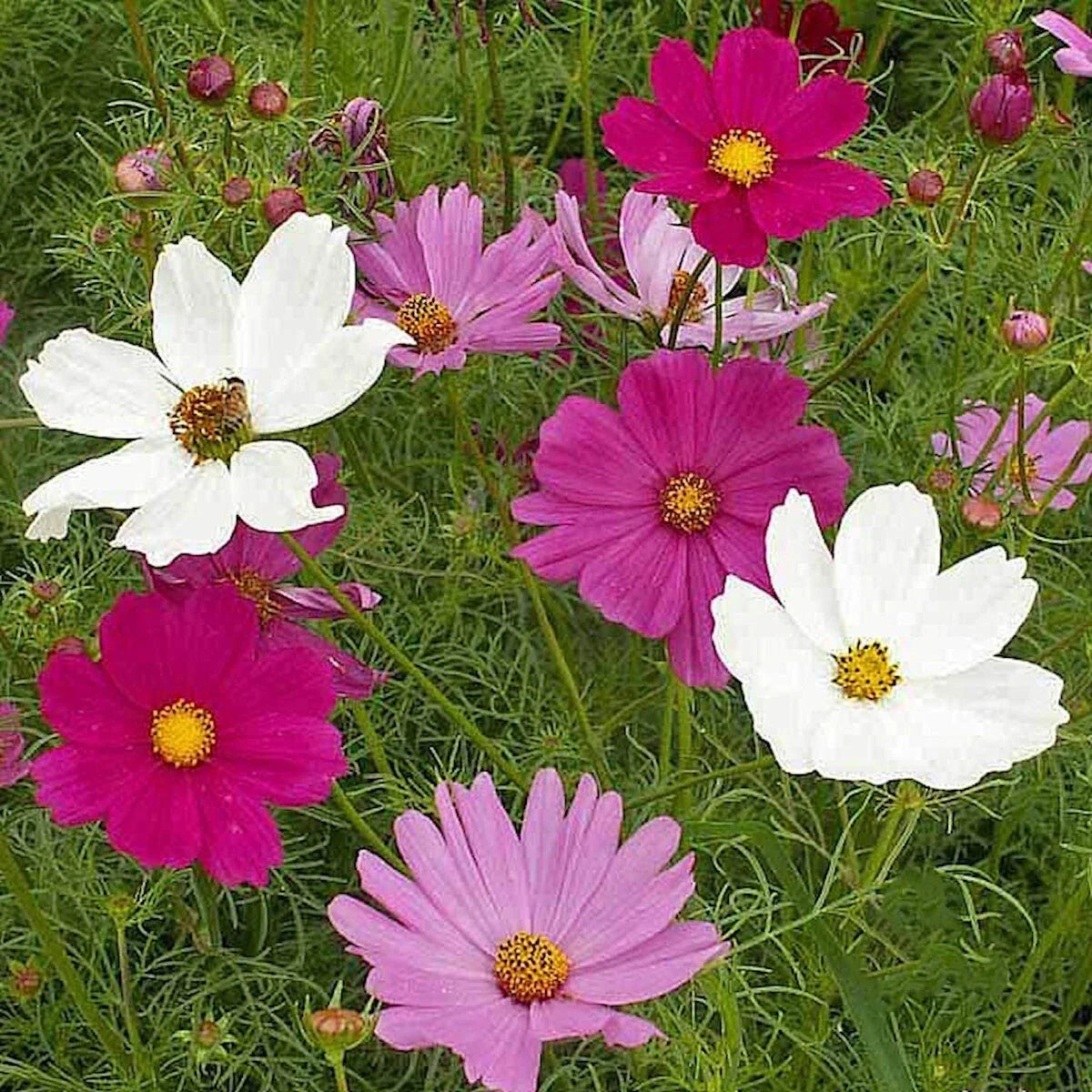 Sensation Tall Mixed Cosmos Wildflower Seeds - 1/4 Lb - Mylar Pack - Everwilde Farms