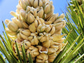 Yucca Palm Tree Seeds (10 Seeds) - Joshua Tree Variety - Highly Prized Yucca brevifolia for Planting