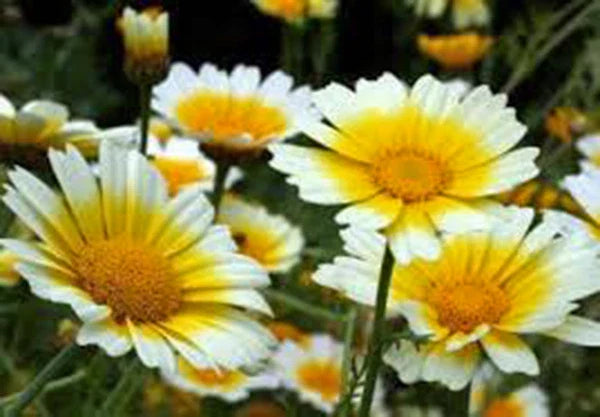 Garland Daisy Seeds - 100+ Newly Harvested - Bright Yellow Flowers - Argyranthemum frutescens