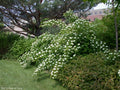 Ninebark Plant 12-18 Inches Bare Root Live Physocarpus opulifolius
