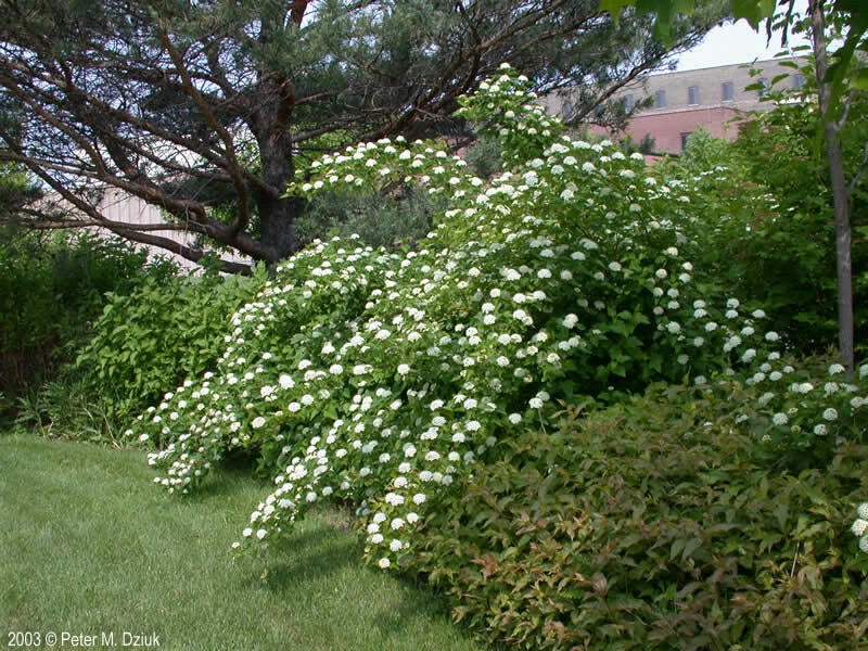 Ninebark Plant 12-18 Inches Bare Root Live Physocarpus opulifolius