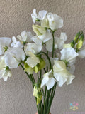 Spencer Ice Cream Sweet Pea Seeds - 50+ Pack for Garden Planting - Lathyrus odoratus - USA Free Shipping