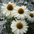 White Coneflower Seeds - 50 Pack - Echinacea Purpurea - Perennial Flowers - USA Grown
