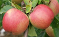 Florina Apple Seeds - 25+ Organic Seeds for Garden Planting - Malus domestica - USA Grown, Non-GMO