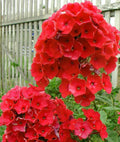 50 Bright Red Phlox Seeds - Perennial Flower Seeds for Butterfly Gardens - Phlox paniculata - USA Seller