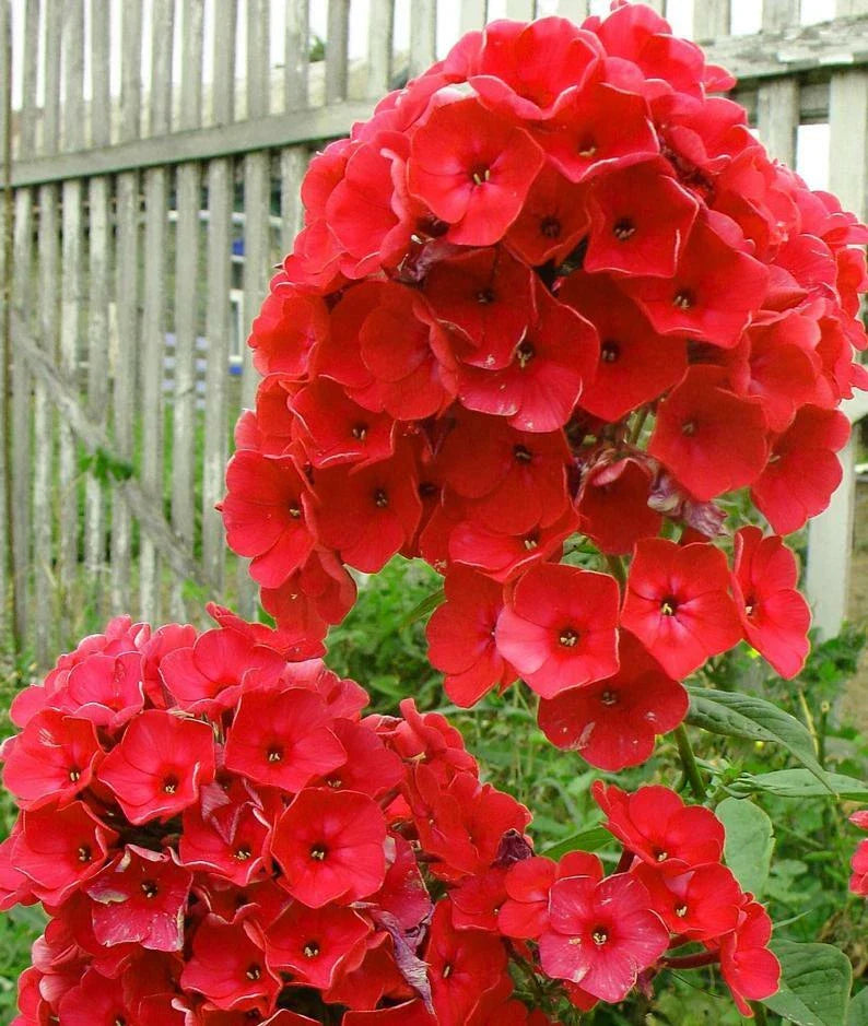 50 Bright Red Phlox Seeds - Perennial Flower Seeds for Butterfly Gardens - Phlox paniculata - USA Seller