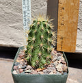 Echinocereus X Roetteri Live Rooted Plant | Roetter's Hedgehog Cactus | Unique Desert Succulent