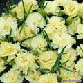 Marie Chabaud Carnation Seeds - 200+ Pack for Garden Planting - Dianthus caryophyllus - USA