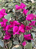Claret Red Variegated Bougainvillea Starter Plant - Well Rooted Plug Plant (Bougainvillea spp.)