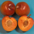 Elephant Heart Plum Tree Cutting 4" Grafting Scionwood Bud - Prunus domestica