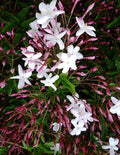 Star Jasmine Cuttings 10 Pack, Pink Polyanthum, 12" Each - Trachelospermum jasminoides