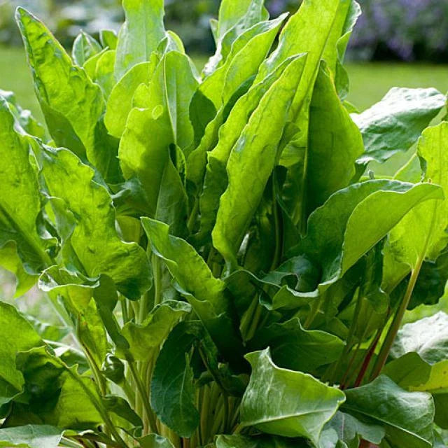 Large Leaf Sorrel Seeds | Heirloom Non-GMO Herb Seeds | Perfect for Home Gardens | Rumex acetosa