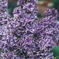 25 Purple White Lilac Seeds - Fragrant Hardy Perennial Flower - Syringa vulgaris - US Seller
