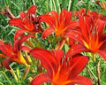 Red Giant Daylily Plants - 3 Bare Root, Sprouting (Hemerocallis 'Red Giant') - Free Shipping