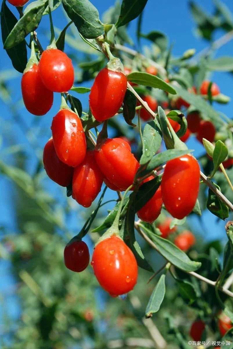 Goji Berry Live Starter Plant, Well Rooted,枸杞, Healthy Growth, Lycium barbarum