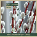 Pussy Willow Cuttings 18" Fresh Cuttings Salix discolor Native Shrub
